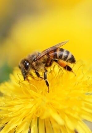 Bees in the treatment of varicose veins of the lower limbs
