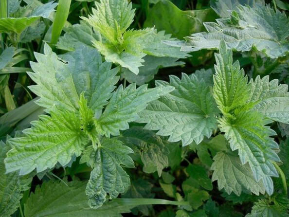 Nettle to prepare a decoction for varicose veins