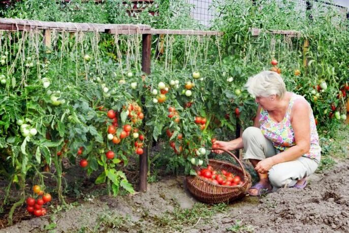 Garden tomatoes for varicose veins